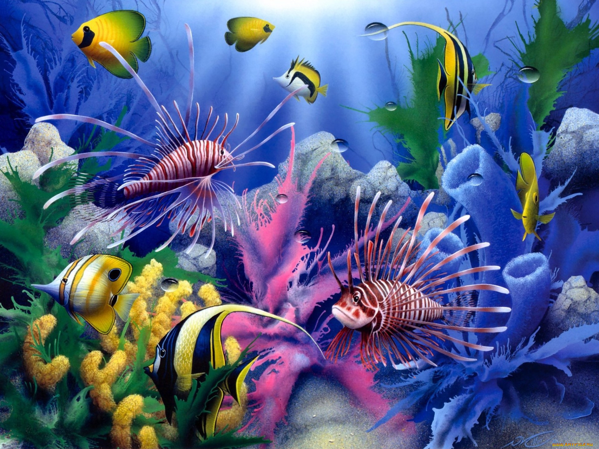 lions, of, the, sea, , david, miller, painting, colorful, fish, corals, underwater, world